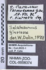 Etikette zu Selatosomus (Selatosomus) gloriosus (Kishii, 1955) (NHMW-ZOO-COL-0008374)